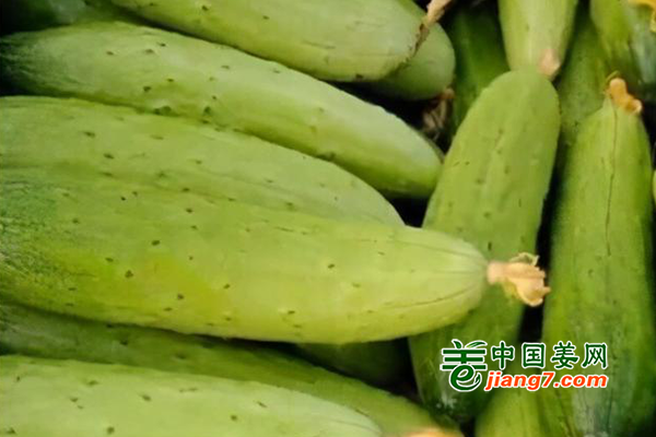 哈爾濱：天氣回暖 地產(chǎn)蔬菜大量上市 ()