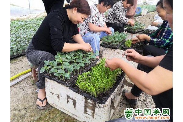 河南南陽(yáng)：果蔬基地助力鄉(xiāng)村振興 ()