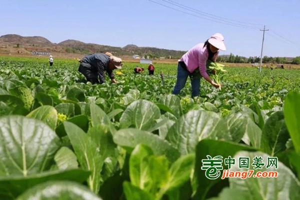 威寧：蔬菜產(chǎn)業(yè)規(guī)?；?助力豐產(chǎn)致富路 ()