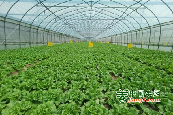 青浦：蔬菜地頭交易價(jià)格下探明顯 ()