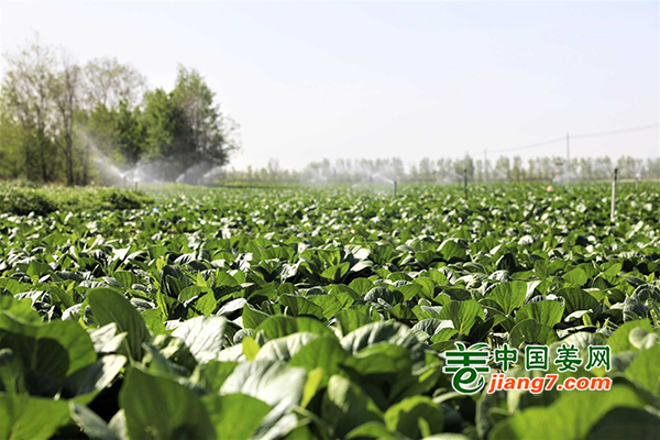 寧夏固原：冷涼蔬菜的致富經(jīng) ()