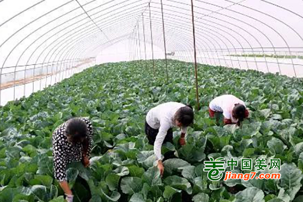 大慶：有機(jī)花菜助豐收 ()