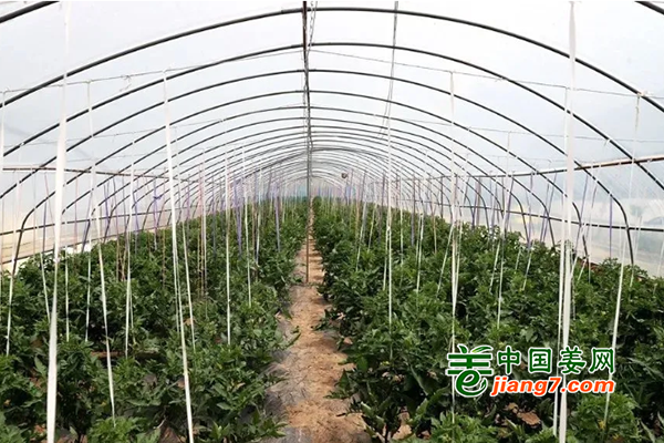 清水：蔬菜產(chǎn)業(yè)示范帶 鄉(xiāng)村振興致富路 ()