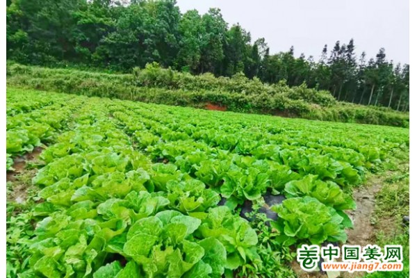 爐山鎮(zhèn)：蔬菜基地喜獲豐收 ()