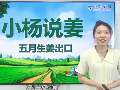 小楊說姜：2021年5月生姜出口數(shù)據(jù)分析 ()