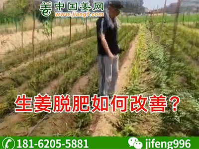 生姜脫肥如何改善？ ()