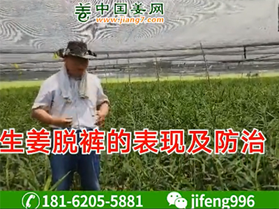 生姜脫褲的表現(xiàn)及防治方案 ()