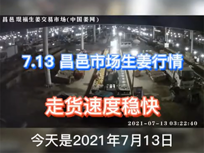 7月13日 昌邑生姜交易實況（走貨速度穩(wěn)快） ()