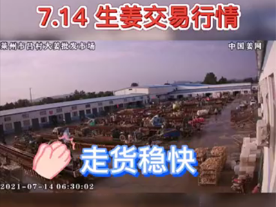 7月14日 萊州生姜交易實況（走貨穩(wěn)快） ()