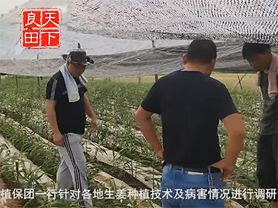 中國姜網(wǎng)生姜基地調(diào)研--走進(jìn)河南第一站 ()