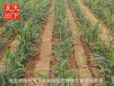 中國姜網(wǎng)生姜基地調(diào)研--走進(jìn)河南第二站 ()