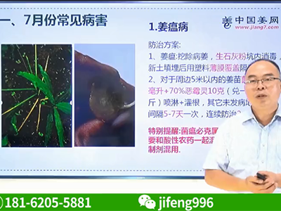 如何辨別姜瘟、爛脖子、根腐病 ()