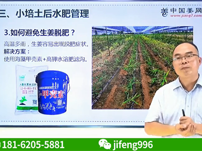 如何避免生姜脫肥？ ()