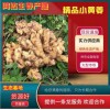 小黃姜價格，山東生姜產(chǎn)地直售
