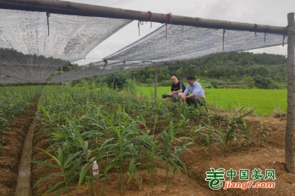 中國姜網(wǎng)基地調(diào)研--湖北、安徽 ()