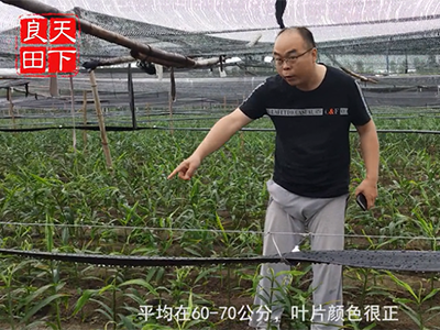 中國(guó)姜網(wǎng)生姜基地調(diào)研--走進(jìn)安徽、湖北第三站 ()