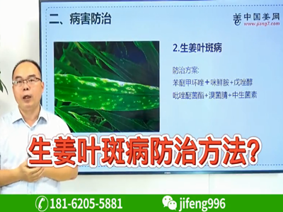 生姜葉斑病防治方法？ ()