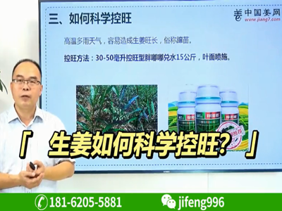 生姜如何科學(xué)控旺？ ()