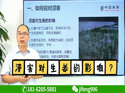 澇害對(duì)生姜的影響？ ()
