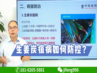 生姜炭疽病如何防控？ ()
