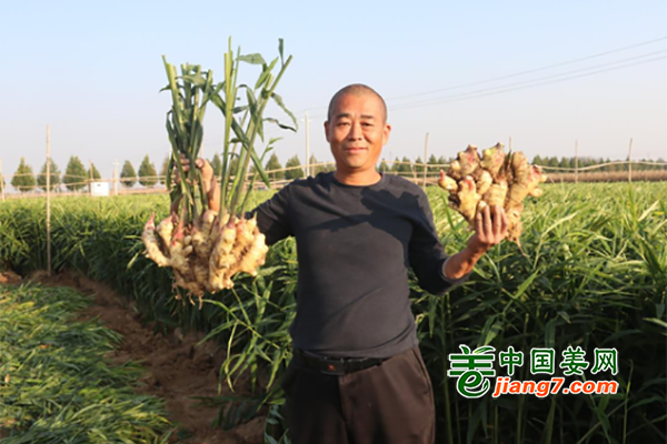 河南臨潁：無(wú)公害大姜豐收 ()