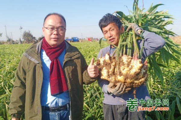 山東濰坊昌樂、寒亭生態(tài)生姜基地測產(chǎn)簡記 ()