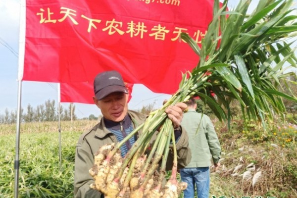 山東萊州、平度、沂水生態(tài)生姜基地測產(chǎn)簡記 ()