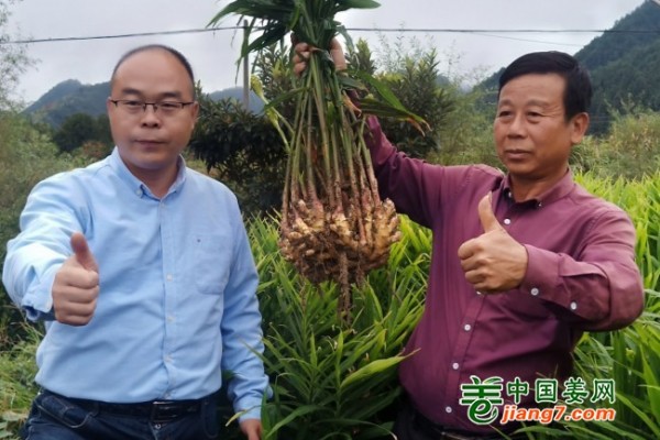 湖南桂東、汝城生態(tài)小黃姜示范田測產(chǎn)簡記 ()
