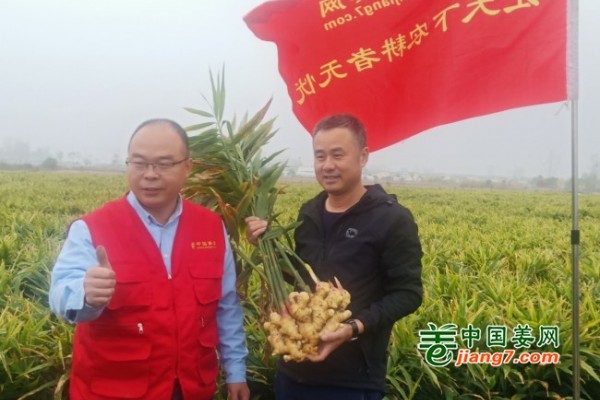 安徽亳州生態(tài)生姜示范田測產(chǎn)簡記 ()