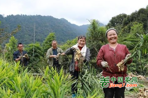 貴州劍河：黃姜種植“有姜來(lái)” ()
