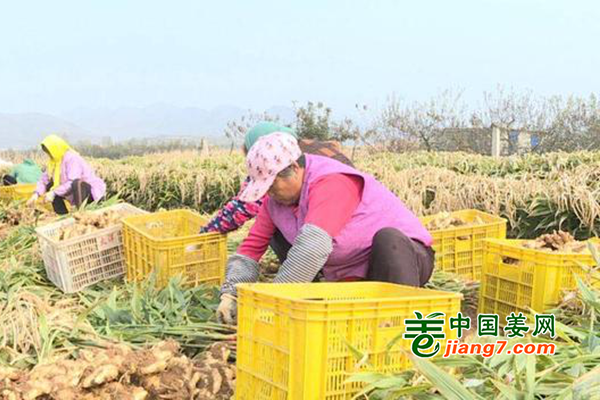 煙臺(tái)海陽(yáng)：大姜畝產(chǎn)過(guò)萬(wàn)斤 ()