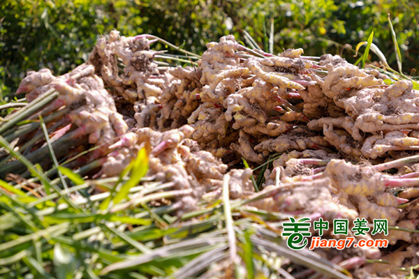貴州長(zhǎng)順：百畝生姜豐收 ()