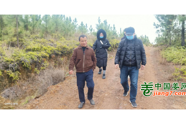 中國姜網(wǎng)生態(tài)基地調(diào)研指導(dǎo)--江西于都、福建建甌 ()