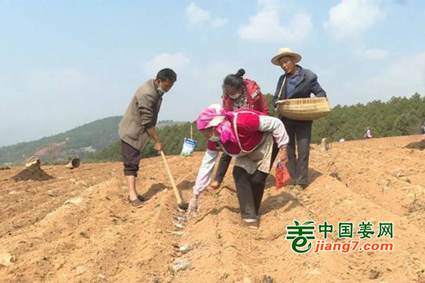貴州威寧：小姜播種正當(dāng)時(shí) ()