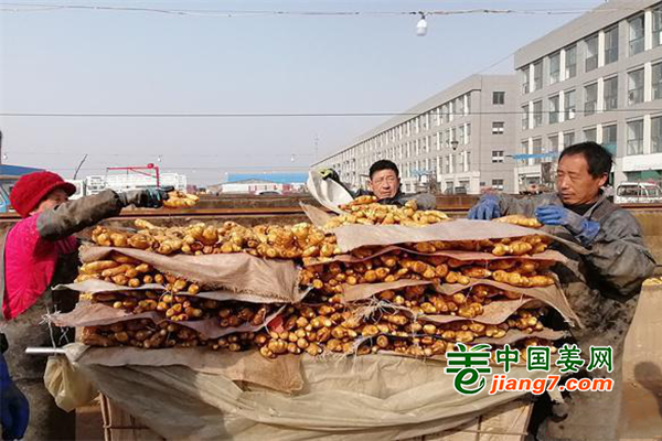 昌邑：又是種姜好時(shí)節(jié) ()