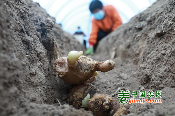 河北趙縣：搶住農(nóng)時(shí)種生姜 ()