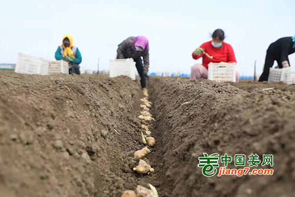 河北唐山：搶抓農(nóng)時(shí)種生姜 ()