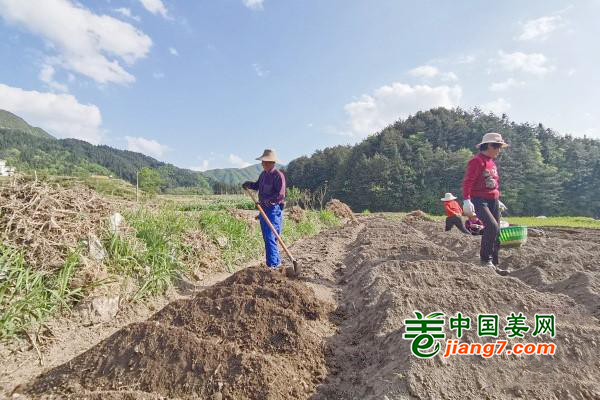 安徽岳西：不負(fù)韶光種姜忙 ()