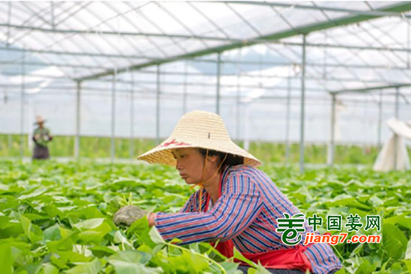 江西贛州：蔬菜助力鄉(xiāng)村振興 ()