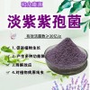 淡紫擬青霉 預(yù)防根結(jié)線蟲用菌種 肥料發(fā)酵菌種