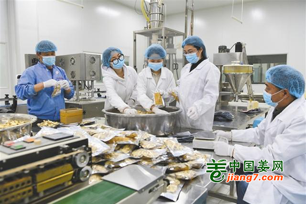 云南羅平：小黃姜助農(nóng)增收 ()