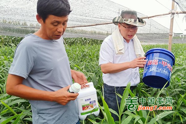 2022生姜調(diào)研及植保技術(shù)指導(dǎo)--昌邑、寒亭、萊州 ()