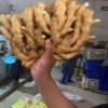山東大黃姜小黃姜批發(fā)價格