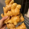 山東生姜產(chǎn)地大降價了