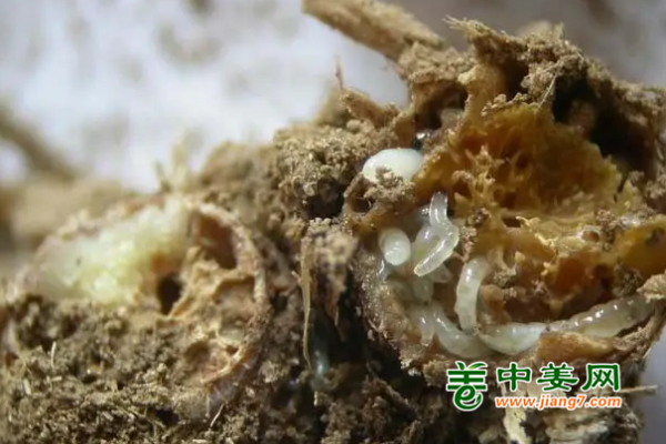 存姜儲姜不用愁，噻蟲胺是您好幫手 ()
