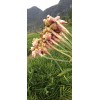 本人大量供應(yīng)小黃姜、二黃姜