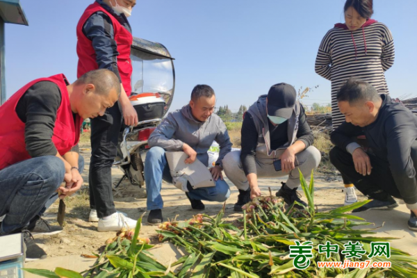 2022年南方生姜基地測(cè)產(chǎn)（一） ()