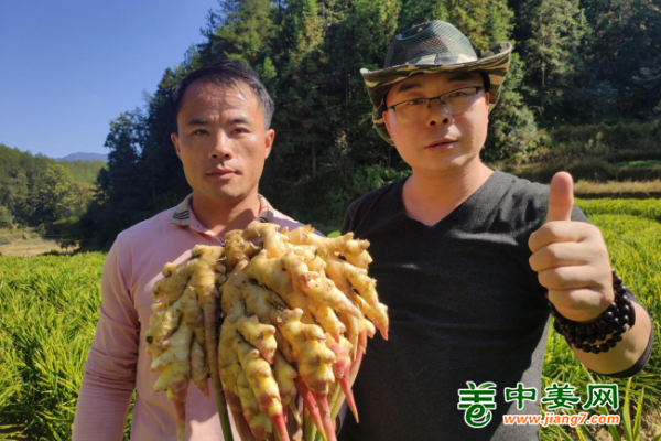 2022年南方生姜基地測產(chǎn)（四） ()