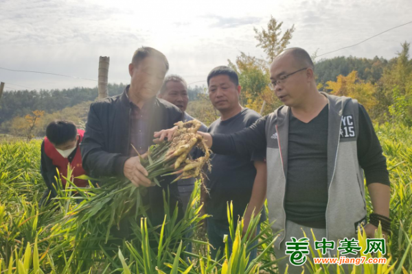 2022年南方生姜基地測產(chǎn)（五） ()