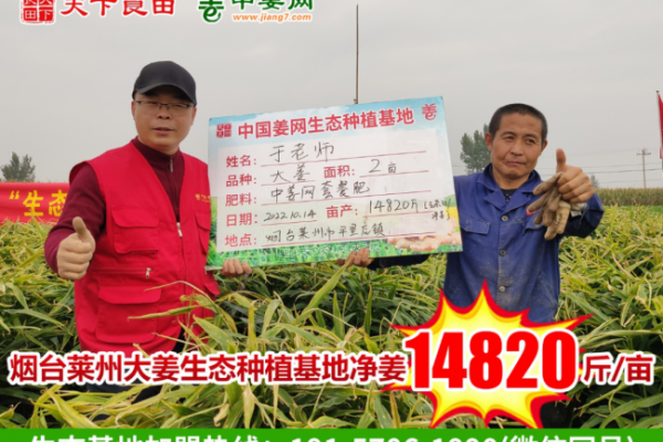 2022年南北方大小姜測產(chǎn)總結(jié) ()